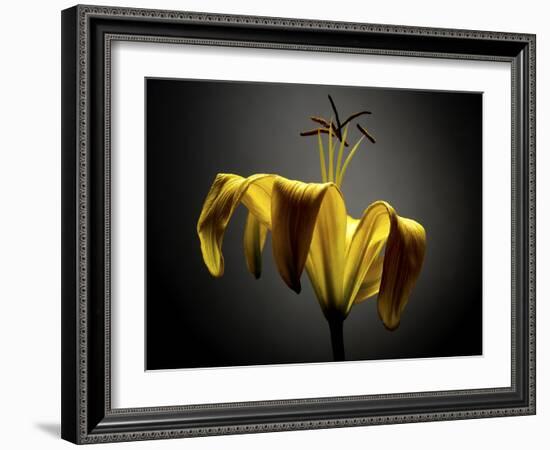 Studio Flowers V-James McLoughlin-Framed Photographic Print