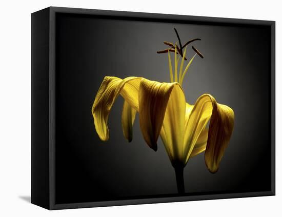 Studio Flowers V-James McLoughlin-Framed Premier Image Canvas