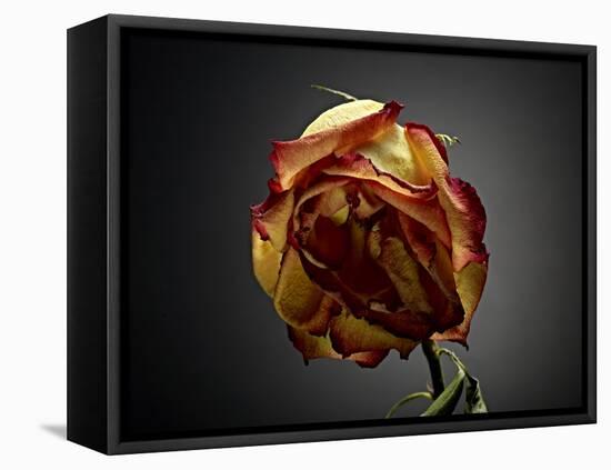 Studio Flowers VI-James McLoughlin-Framed Premier Image Canvas