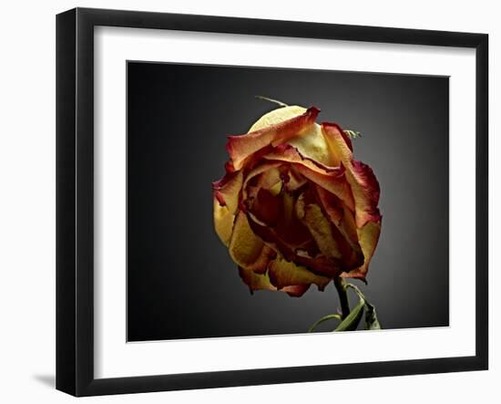 Studio Flowers VI-James McLoughlin-Framed Photographic Print