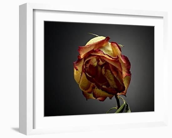 Studio Flowers VI-James McLoughlin-Framed Photographic Print