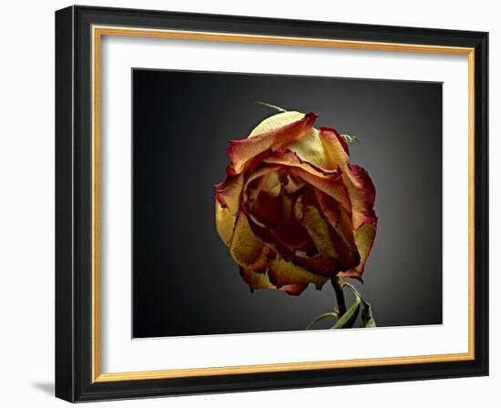 Studio Flowers VI-James McLoughlin-Framed Photographic Print