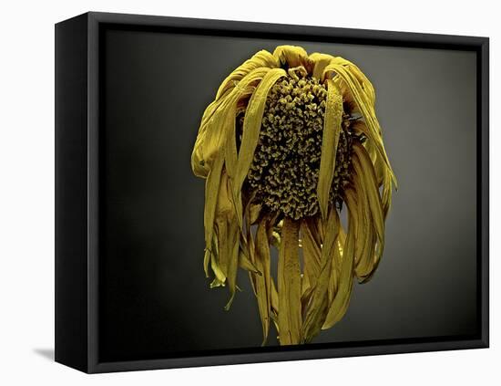 Studio Flowers VII-James McLoughlin-Framed Premier Image Canvas