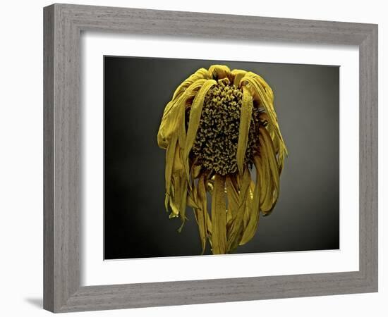 Studio Flowers VII-James McLoughlin-Framed Photographic Print