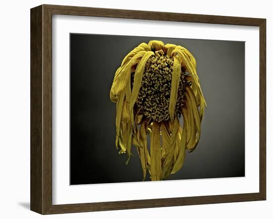 Studio Flowers VII-James McLoughlin-Framed Photographic Print