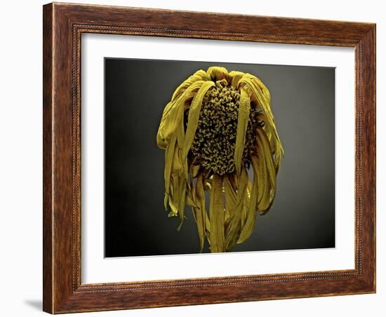 Studio Flowers VII-James McLoughlin-Framed Photographic Print