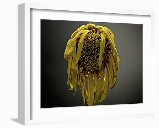 Studio Flowers VII-James McLoughlin-Framed Photographic Print