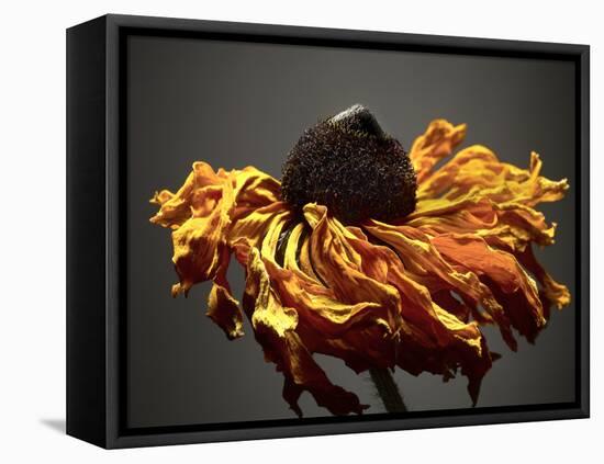 Studio Flowers VIII-James McLoughlin-Framed Premier Image Canvas