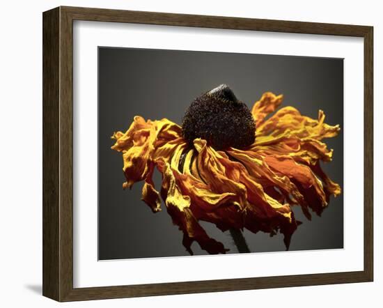 Studio Flowers VIII-James McLoughlin-Framed Photographic Print