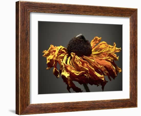 Studio Flowers VIII-James McLoughlin-Framed Photographic Print