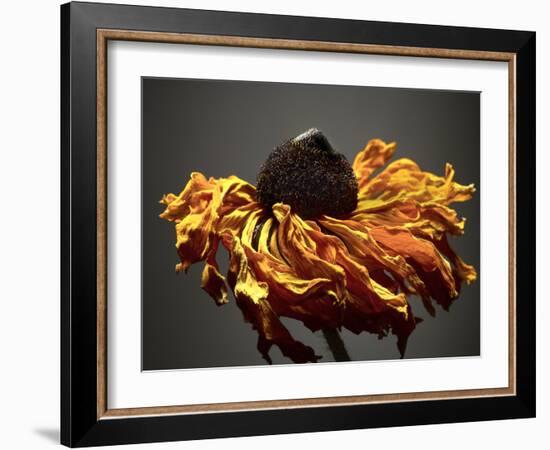 Studio Flowers VIII-James McLoughlin-Framed Photographic Print