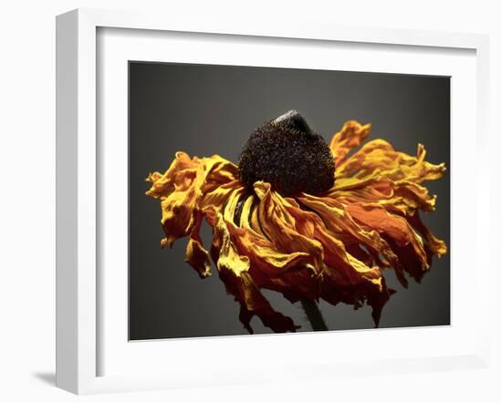 Studio Flowers VIII-James McLoughlin-Framed Photographic Print