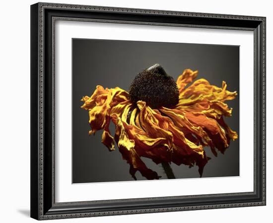 Studio Flowers VIII-James McLoughlin-Framed Photographic Print