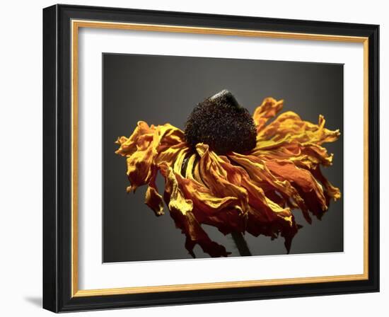 Studio Flowers VIII-James McLoughlin-Framed Photographic Print
