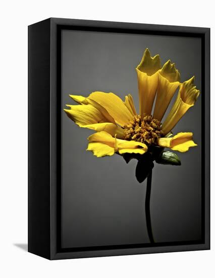 Studio Flowers X-James McLoughlin-Framed Premier Image Canvas