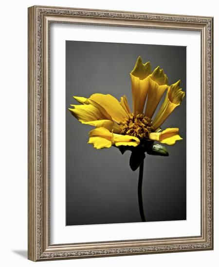 Studio Flowers X-James McLoughlin-Framed Photographic Print