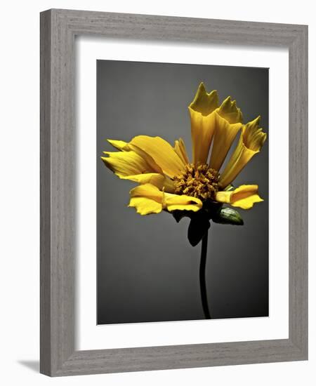 Studio Flowers X-James McLoughlin-Framed Photographic Print