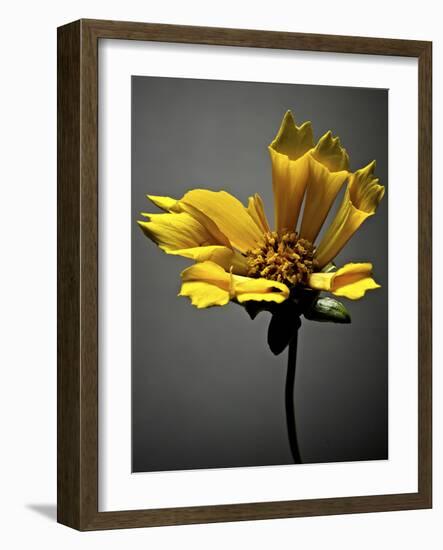 Studio Flowers X-James McLoughlin-Framed Photographic Print