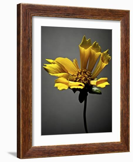 Studio Flowers X-James McLoughlin-Framed Photographic Print