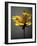 Studio Flowers X-James McLoughlin-Framed Photographic Print