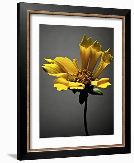 Studio Flowers X-James McLoughlin-Framed Photographic Print