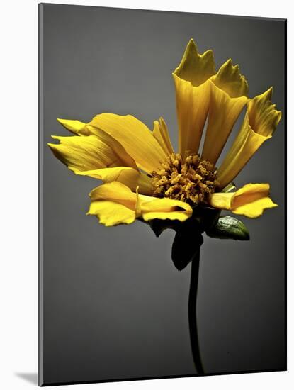 Studio Flowers X-James McLoughlin-Mounted Photographic Print