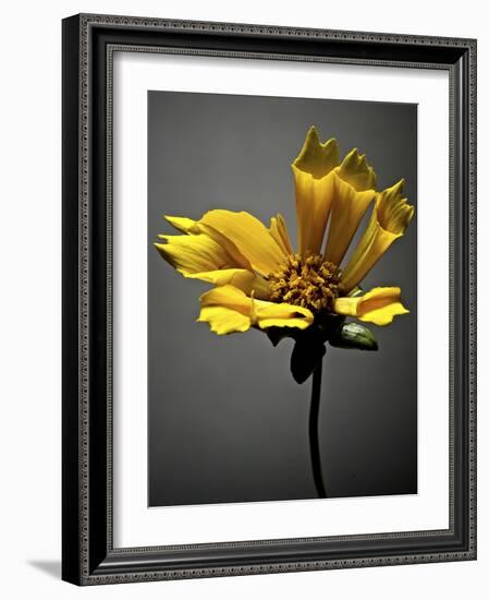 Studio Flowers X-James McLoughlin-Framed Photographic Print