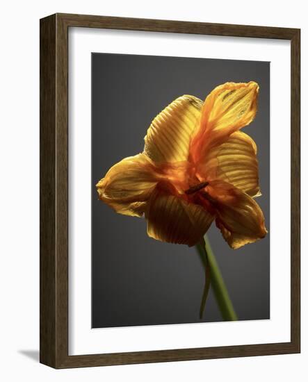 Studio Flowers XI-James McLoughlin-Framed Photographic Print