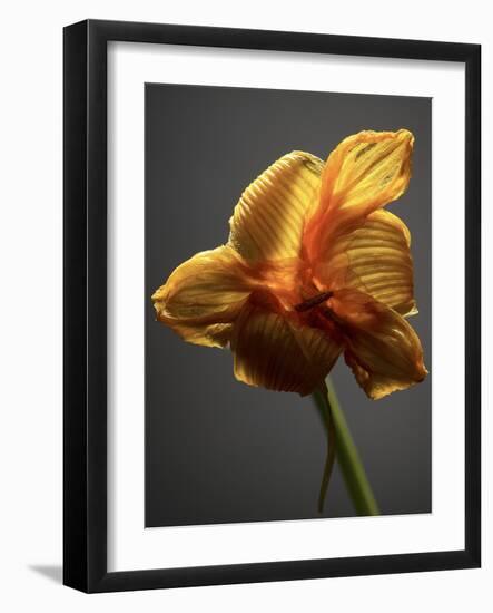 Studio Flowers XI-James McLoughlin-Framed Photographic Print