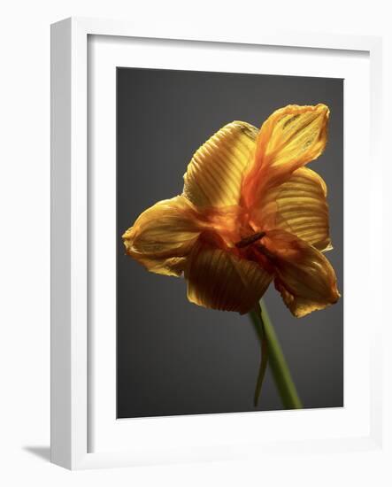 Studio Flowers XI-James McLoughlin-Framed Photographic Print