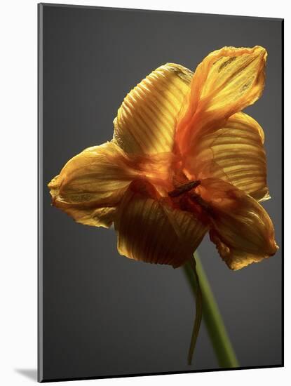 Studio Flowers XI-James McLoughlin-Mounted Photographic Print