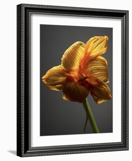 Studio Flowers XI-James McLoughlin-Framed Photographic Print