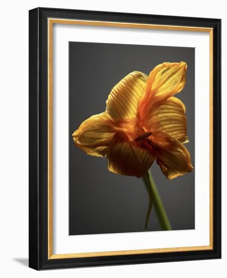 Studio Flowers XI-James McLoughlin-Framed Photographic Print