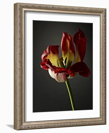 Studio Flowers XII-James McLoughlin-Framed Photographic Print