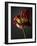 Studio Flowers XII-James McLoughlin-Framed Photographic Print