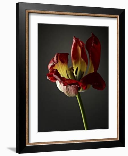 Studio Flowers XII-James McLoughlin-Framed Photographic Print