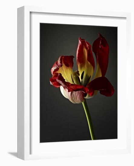 Studio Flowers XII-James McLoughlin-Framed Photographic Print