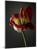 Studio Flowers XII-James McLoughlin-Mounted Photographic Print