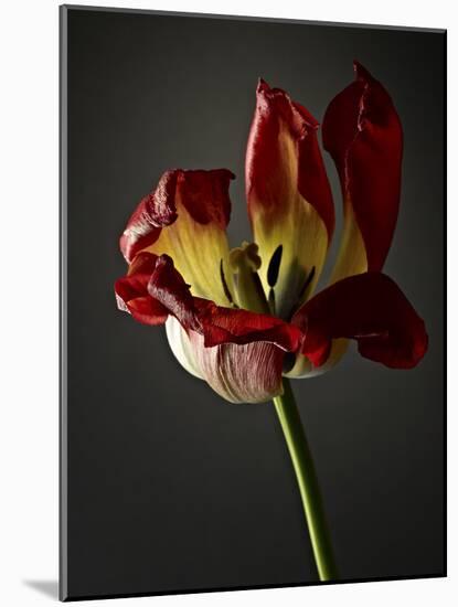 Studio Flowers XII-James McLoughlin-Mounted Photographic Print