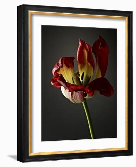 Studio Flowers XII-James McLoughlin-Framed Photographic Print