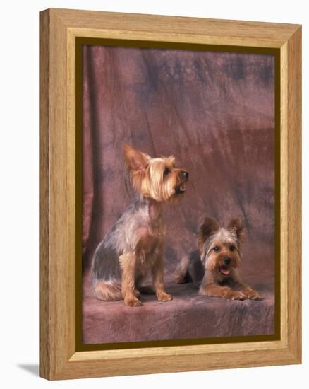 Studio Portraits of Two Yorkshire Terriers, One Lying Down and the Other Sitting up and Looking Up-Adriano Bacchella-Framed Premier Image Canvas