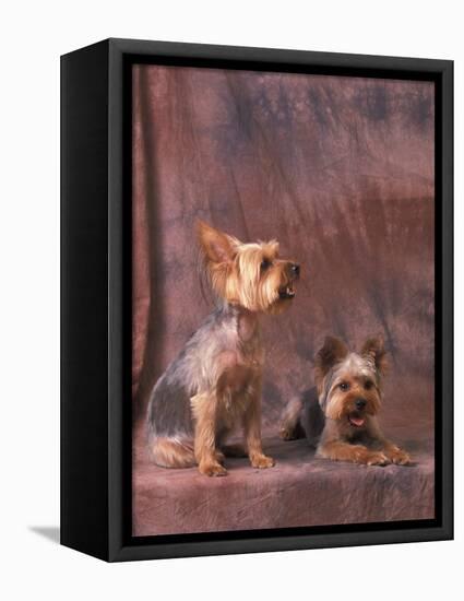 Studio Portraits of Two Yorkshire Terriers, One Lying Down and the Other Sitting up and Looking Up-Adriano Bacchella-Framed Premier Image Canvas