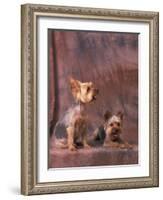 Studio Portraits of Two Yorkshire Terriers, One Lying Down and the Other Sitting up and Looking Up-Adriano Bacchella-Framed Photographic Print
