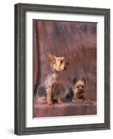 Studio Portraits of Two Yorkshire Terriers, One Lying Down and the Other Sitting up and Looking Up-Adriano Bacchella-Framed Photographic Print