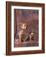 Studio Portraits of Two Yorkshire Terriers, One Lying Down and the Other Sitting up and Looking Up-Adriano Bacchella-Framed Photographic Print
