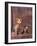 Studio Portraits of Two Yorkshire Terriers, One Lying Down and the Other Sitting up and Looking Up-Adriano Bacchella-Framed Photographic Print