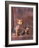 Studio Portraits of Two Yorkshire Terriers, One Lying Down and the Other Sitting up and Looking Up-Adriano Bacchella-Framed Photographic Print