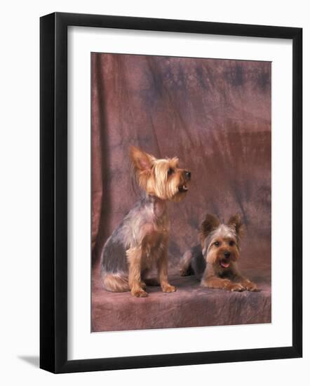 Studio Portraits of Two Yorkshire Terriers, One Lying Down and the Other Sitting up and Looking Up-Adriano Bacchella-Framed Photographic Print