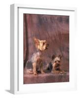 Studio Portraits of Two Yorkshire Terriers, One Lying Down and the Other Sitting up and Looking Up-Adriano Bacchella-Framed Photographic Print