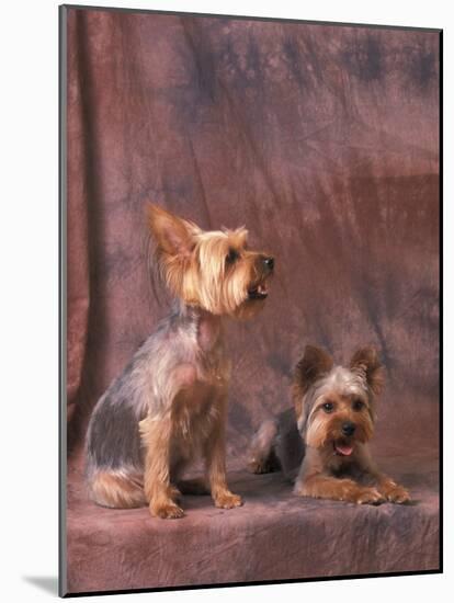 Studio Portraits of Two Yorkshire Terriers, One Lying Down and the Other Sitting up and Looking Up-Adriano Bacchella-Mounted Photographic Print